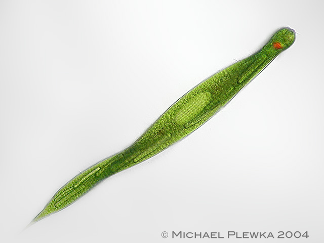 Leben in Teich und Garten Schraubiger Augenflagellat (Lepocinclis